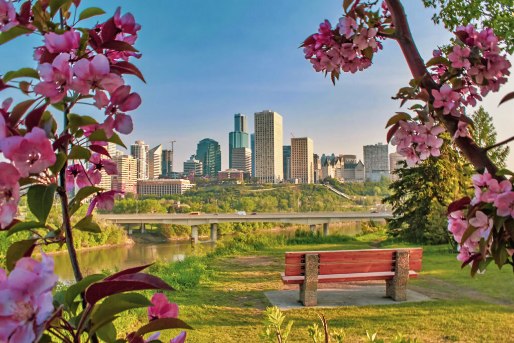 A view of downtown Edmonton peeking through pink blooming flowers